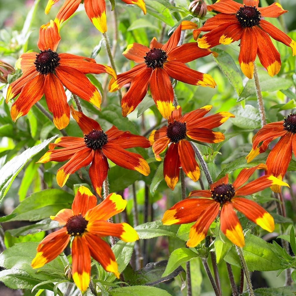 Rudbeckia triloba 'Prairie Glow' | White Flower Farm