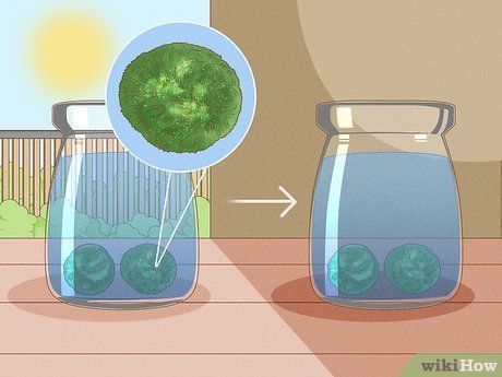 5 Ways to Care for Marimos - wikiHow Life