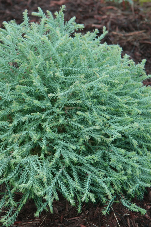 Arborvitae-Pancake-1.jpg