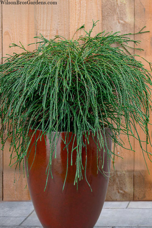 thuja-plicata-whipcord-