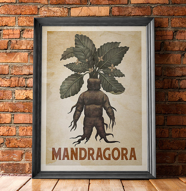 Mandragora (Mandrake) Poster | Autumn Fall Wall Art & Gifts for