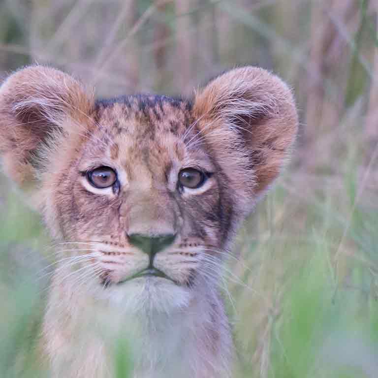 WWFジャパン 遺贈・遺産の寄付「未来への贈り物」