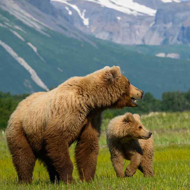 WWFジャパン 遺贈・遺産の寄付「未来への贈り物」