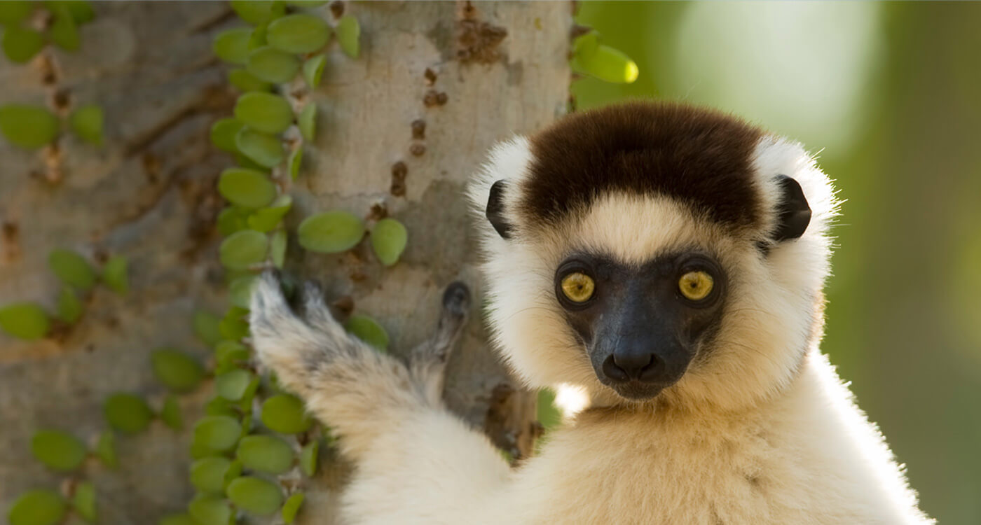 2020年7月 IUCNレッドリスト更新、マダガスカル島のキツネザル類に迫る