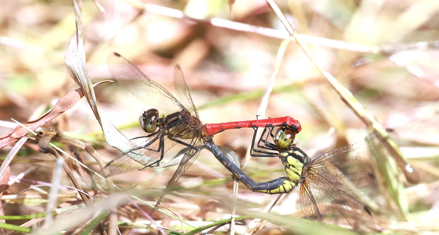 トンボと歩んだ40年～四万十市トンボ自然公園 ｜WWFジャパン