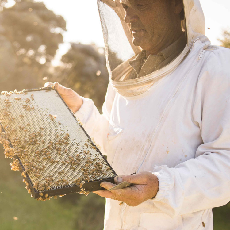 マヌカハニーUMF15+ 250g | 十津川農場公式オンラインショップ