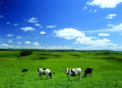 大規模草地牧場 | 北海道豊富町