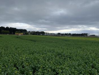 横浜町役場 - 2025年菜の花情報