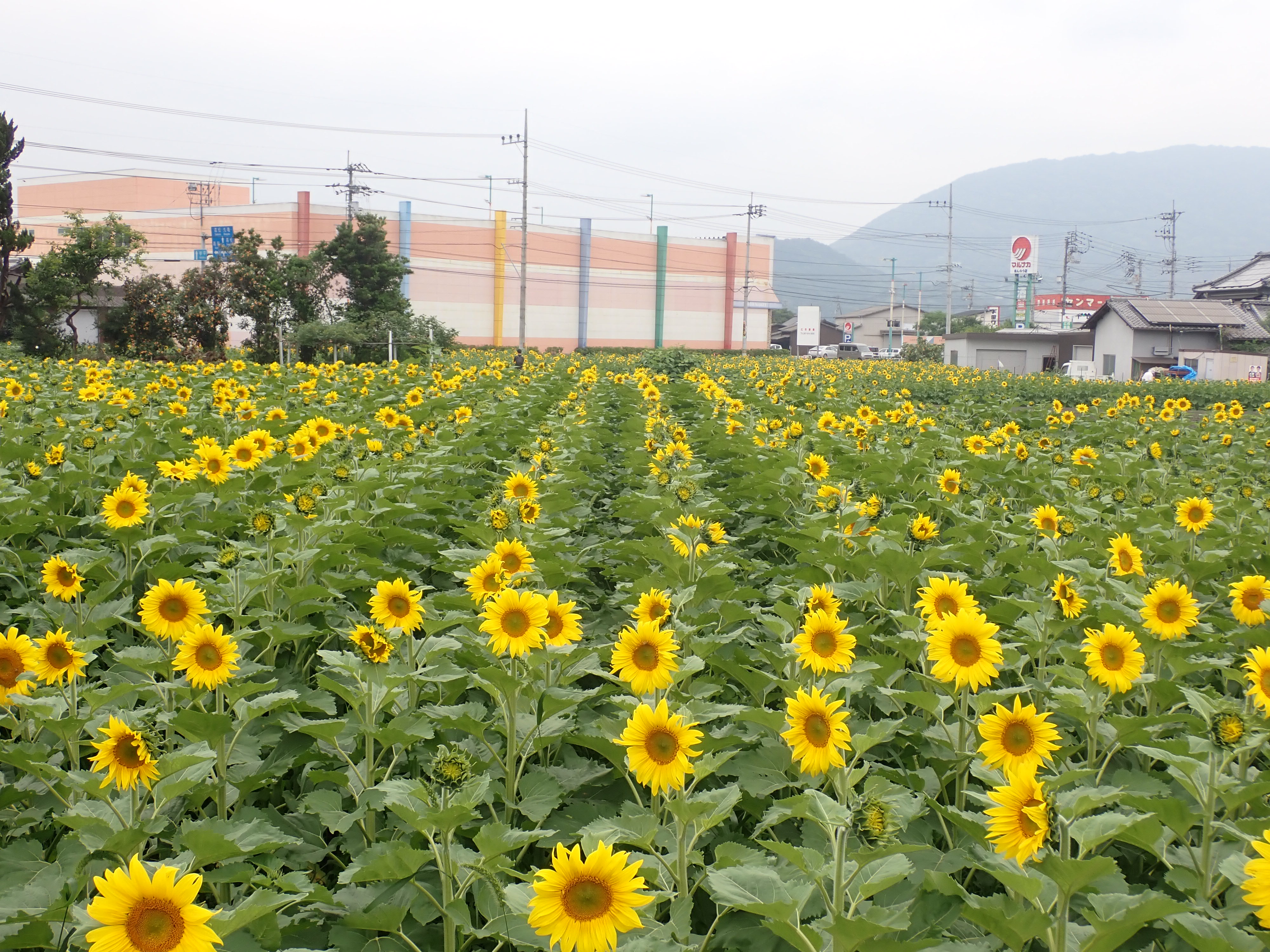 ひまわり開花状況2025（令和7年6月12日） - Manno まんのう魅力発信