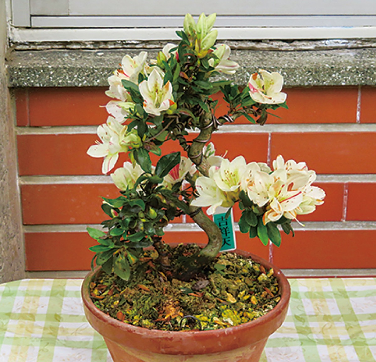 幸友さつき会 盆栽文化に興じ50年 大戸神社で記念式典 | 中原区