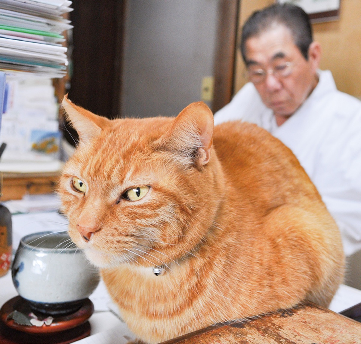 鵠沼伏見稲荷神社 14歳のコウタ “にゃん”とも穏やか看板猫 本職は癒や