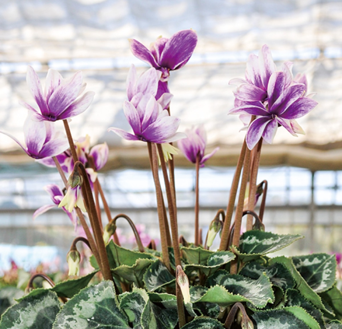 シクラメンの出荷最盛に 猛暑で例年より開花遅れ | 秦野 | タウンニュース