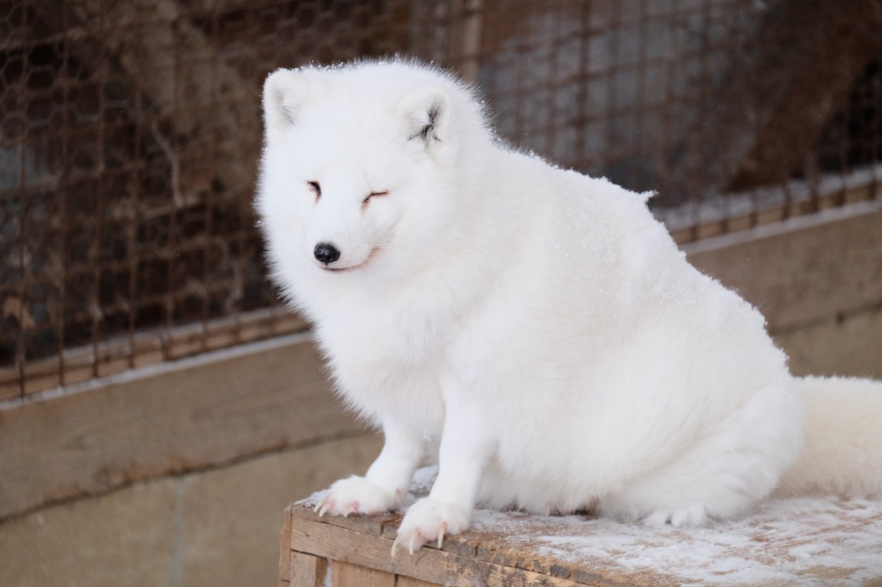 宮城蔵王キツネ村｜東北の観光スポットを探す | 旅東北 - 東北の観光