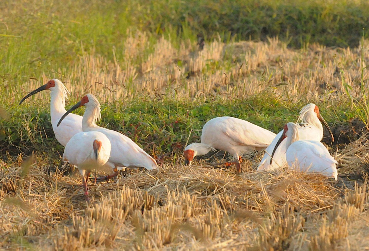 佐渡島｜搜尋東北的觀光景點| 旅東北- 東北觀光旅遊資訊網