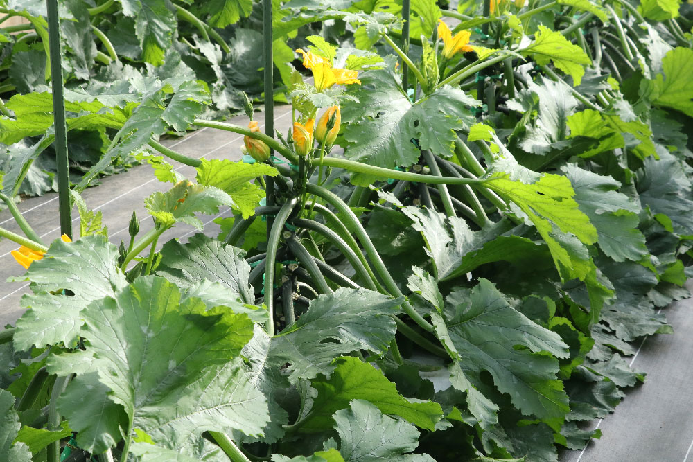 ズッキーニ 【ゼルダ・750Z（TSX−750Z）】 低温期のハウス