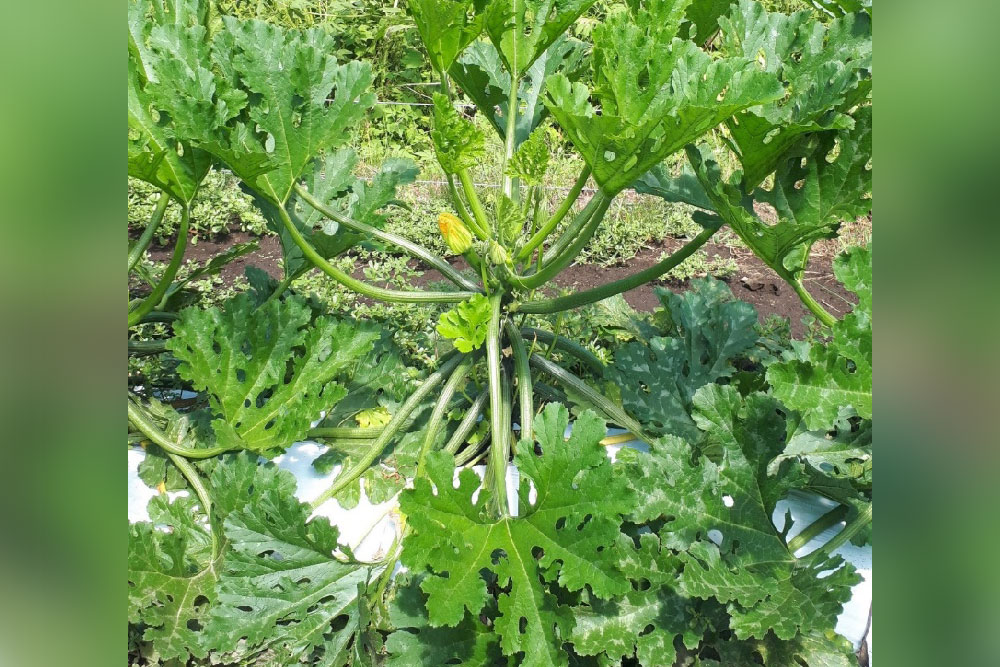 ズッキーニ 【ゼルダ・750Z（TSX−750Z）】 低温期のハウス