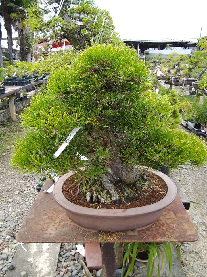 四国、高松より松の盆栽が入荷されます | トキワ園芸農業協同組合