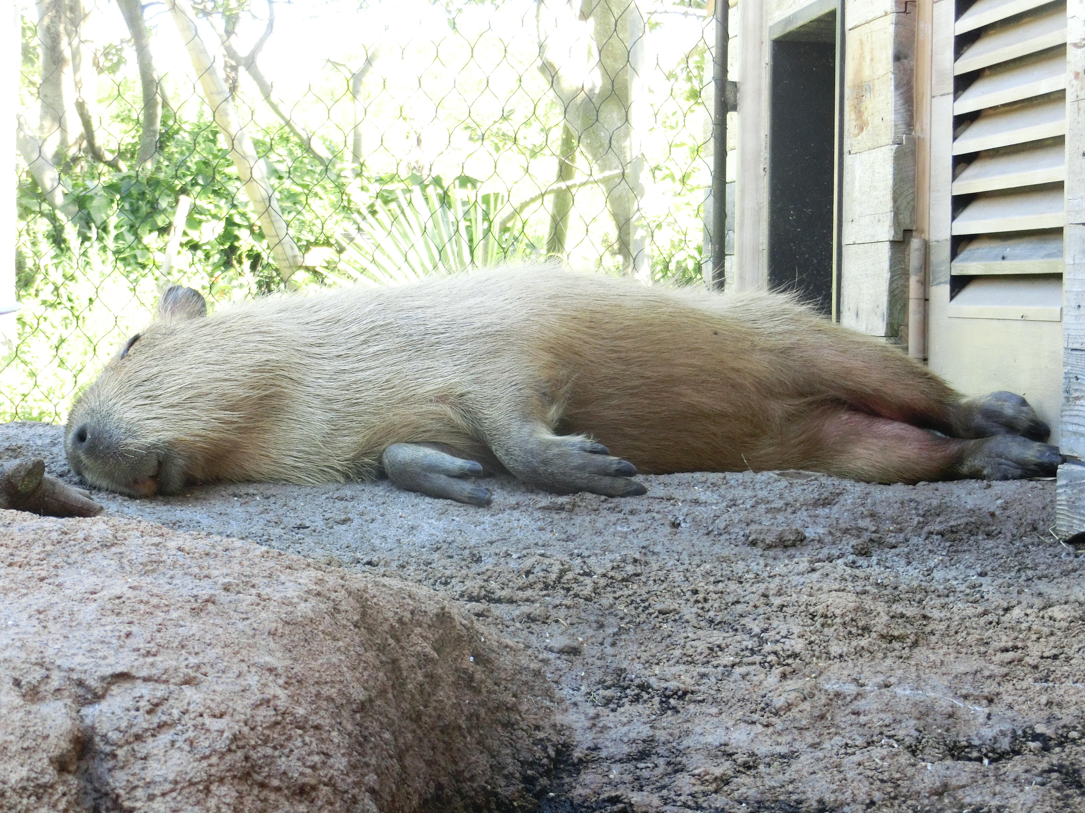 3月16日 名前のはなし 第3回 - 飼育員ブログ - ときわ動物園