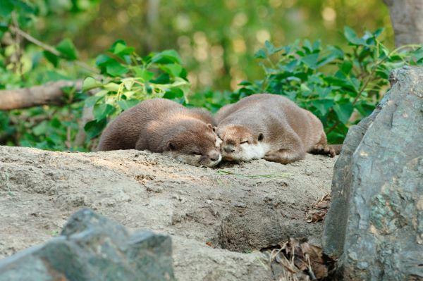 ときわ動物園 - ときわ公園|山口県宇部市