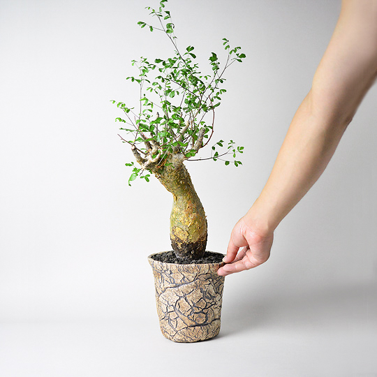 Scratch Lightning Basic Pot XL + コミフォラ・オルビクラリス | 多肉