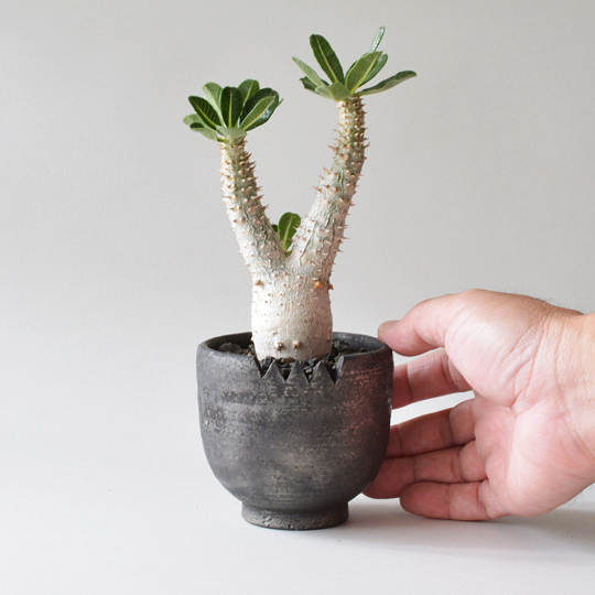 パキポディウム・タッキー | 多肉植物・特別な鉢の販売 | トーキー | TOKY