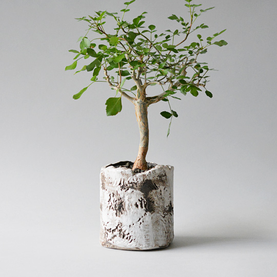 ブルセラ・ファガロイデス | 多肉植物・特別な鉢の販売 | トーキー | TOKY