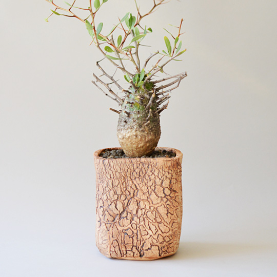 フォークイエリア・コルムナリス（観峰玉） | 多肉植物・特別な鉢の