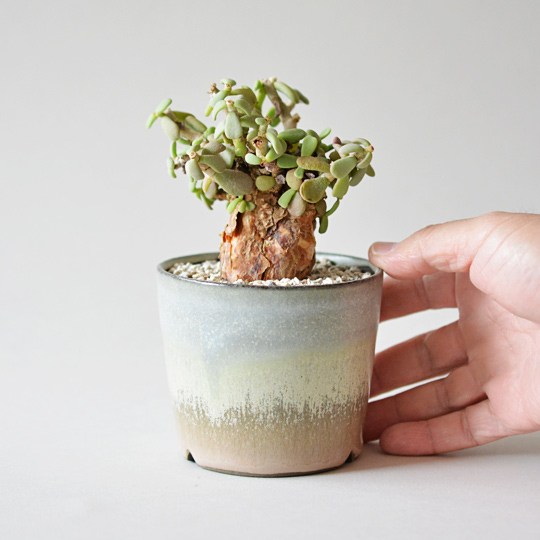 ケラリア・ピグマエア | 多肉植物・特別な鉢の販売 | トーキー | TOKY