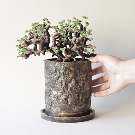 ペラルゴニウム・ミラビレ | 多肉植物・特別な鉢の販売 | トーキー | TOKY