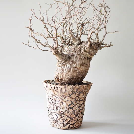 オペルクリカリア・パキプス | 多肉植物・特別な鉢の販売 | トーキー