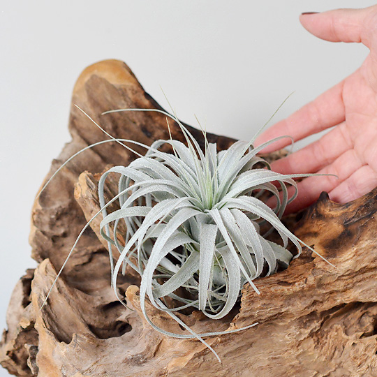 ティランジア・チャペウエンシス・チュリフォルミス | 多肉植物・特別