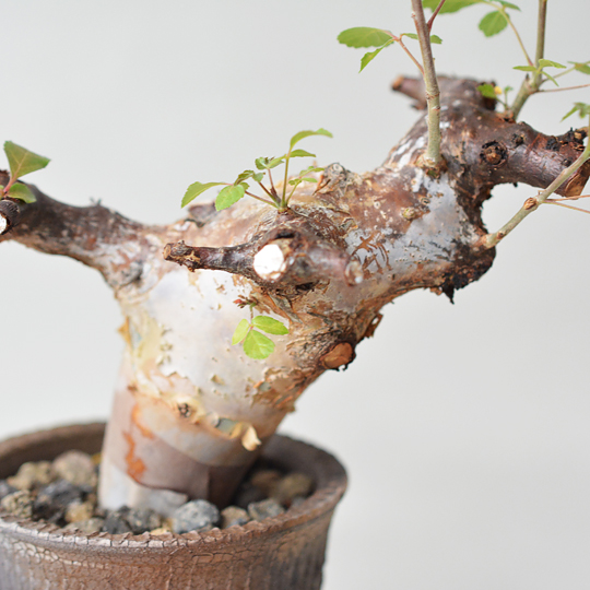 コミフォラ・カタフ ターカネンシス | 多肉植物・特別な鉢の販売