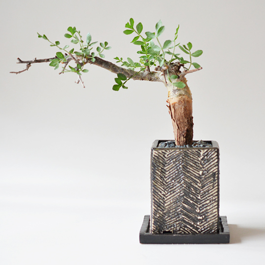 コミフォラ・sp（ピンネイト リーブス） | 多肉植物・特別な鉢の販売