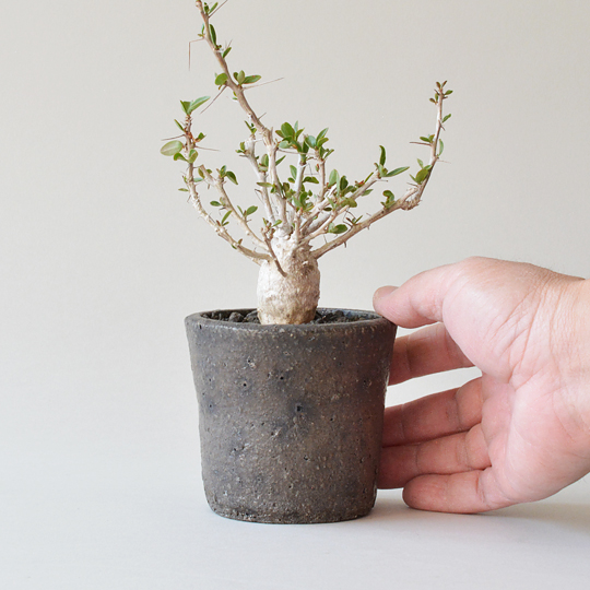 フォークイエリア・コルムナリス（観峰玉） | 多肉植物・特別な鉢の