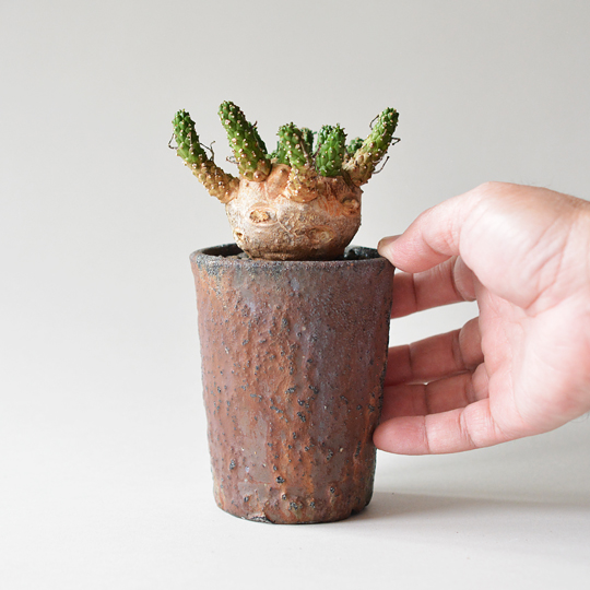 ユーフォルビア・ガムケンシス | 多肉植物・特別な鉢の販売 | トーキー