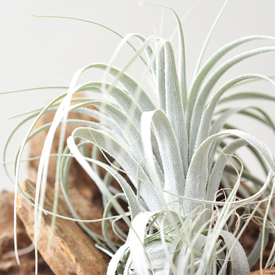 ティランジア・チャペウエンシス Lサイズ | 多肉植物・特別な鉢の販売