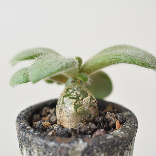 チレコドン・ノルテーイ | 多肉植物・特別な鉢の販売 | トーキー | TOKY