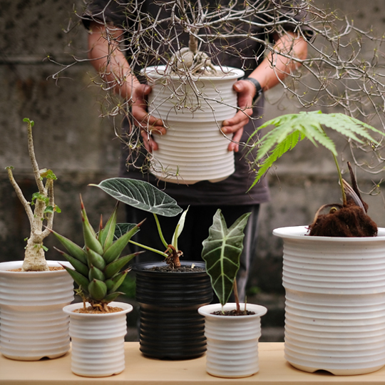 カタチ製作所 鉢セット SRLおまけ付き グラキリス パキプス カタチ