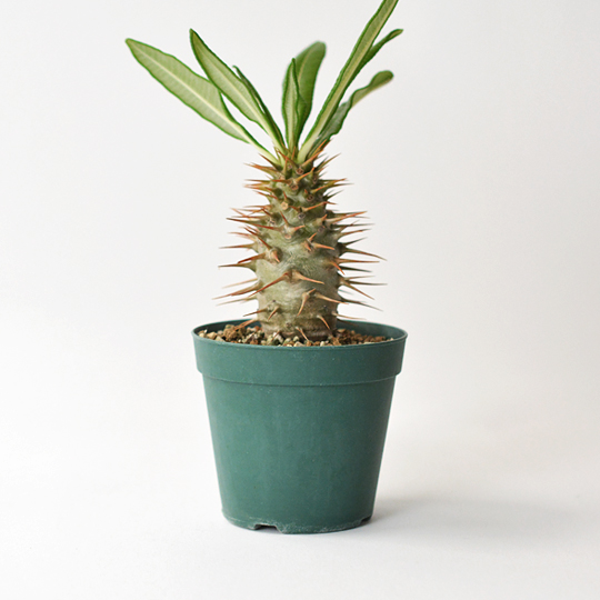 Pachypodium ambongense | 多肉植物・特別な鉢の販売 | トーキー | TOKY