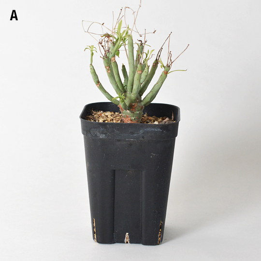 CACTUS GREEN] ユーフォルビア・エチュベルクローサ | 多肉植物・特別