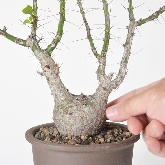 フォークイエリア・ファシクラータ | 多肉植物・特別な鉢の販売