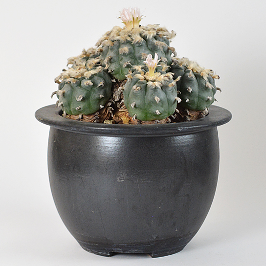 ロフォフォラ・烏羽玉 | 多肉植物・特別な鉢の販売 | トーキー | TOKY