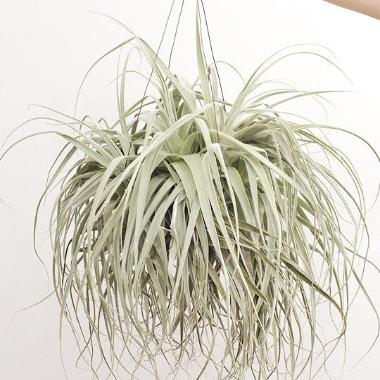 ティランジア・ストラミネア クランプ | 多肉植物・特別な鉢の販売