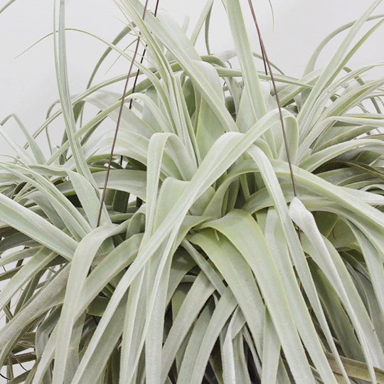 ティランジア・ストラミネア クランプ | 多肉植物・特別な鉢の販売