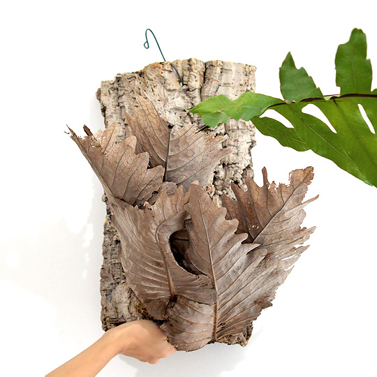 ドリナリア クエルシフォリア 002 | 多肉植物・特別な鉢の販売