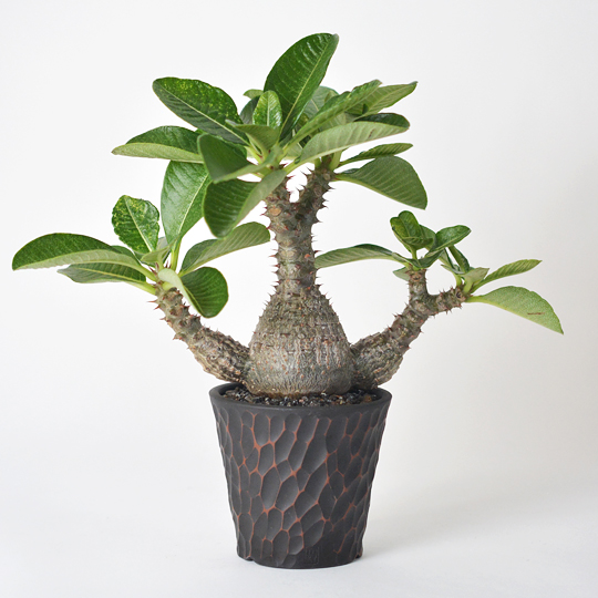 パキポディウム・ウィンゾリー | 多肉植物・特別な鉢の販売 | トーキー