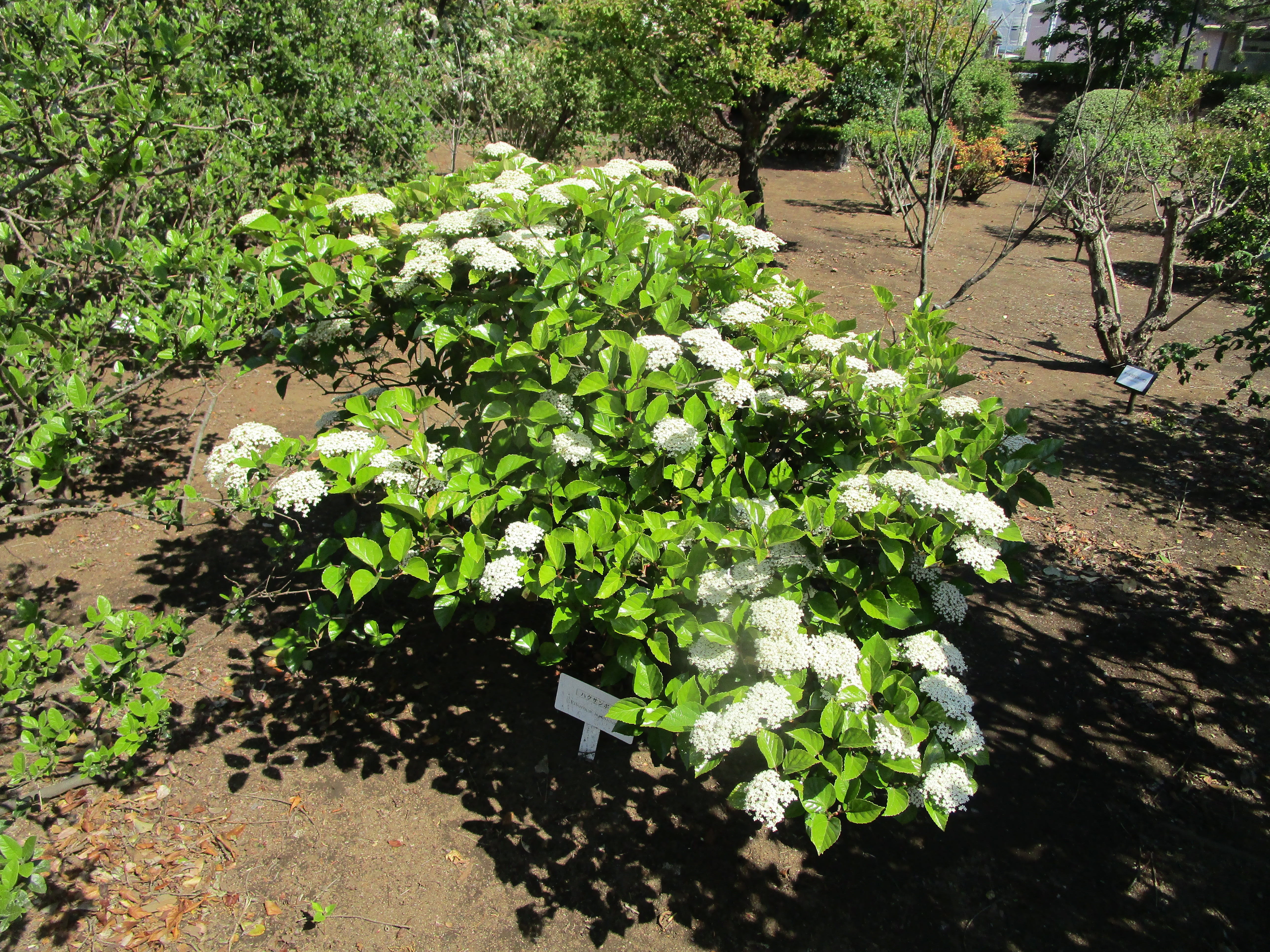 ハクサンボク - 東京都農林水産振興財団ホームページ