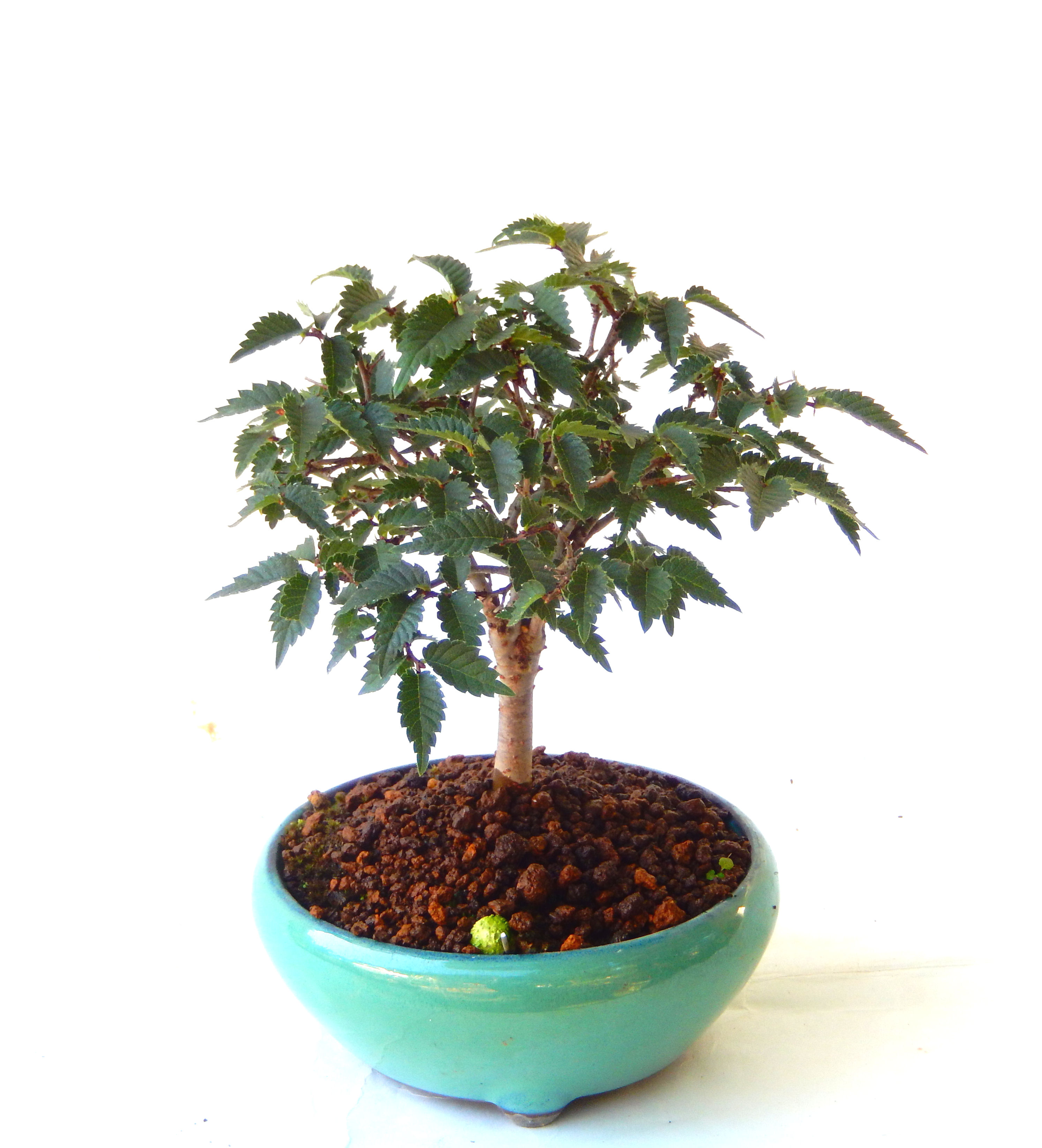 欅 けやき ケヤキ盆栽 a-masa-103keyaki2023