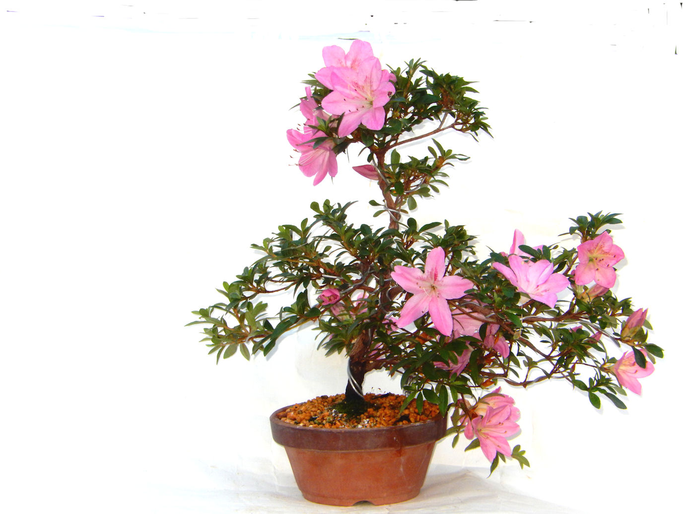 さつき盆栽特集｜東京盆栽｜a-masa-103satuki2023bonsai