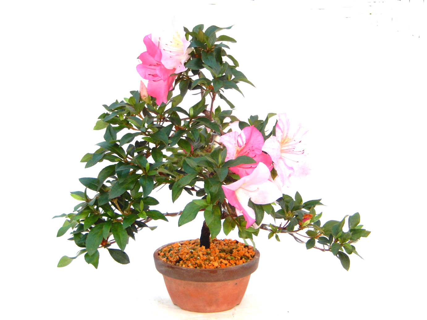 さつき盆栽特集｜東京盆栽｜a-masa-103satuki2023bonsai